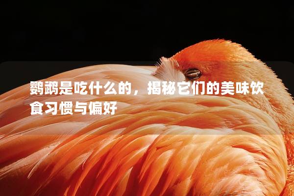 鹦鹉是吃什么的，揭秘它们的美味饮食习惯与偏好
