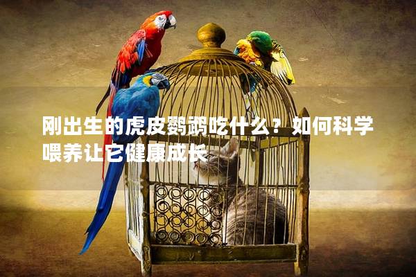 刚出生的虎皮鹦鹉吃什么？如何科学喂养让它健康成长