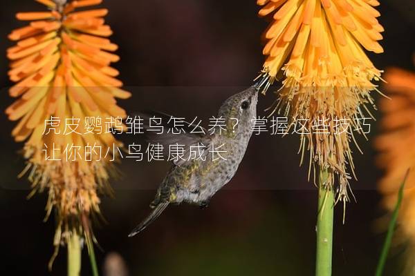 虎皮鹦鹉雏鸟怎么养？掌握这些技巧让你的小鸟健康成长