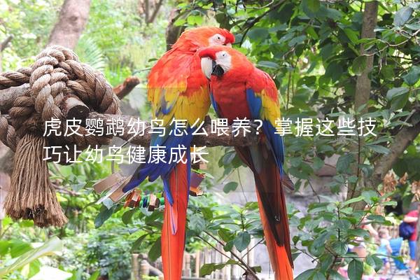 虎皮鹦鹉幼鸟怎么喂养？掌握这些技巧让幼鸟健康成长