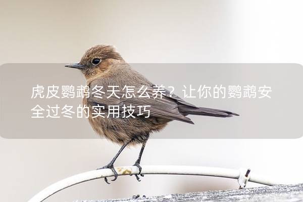 虎皮鹦鹉冬天怎么养？让你的鹦鹉安全过冬的实用技巧