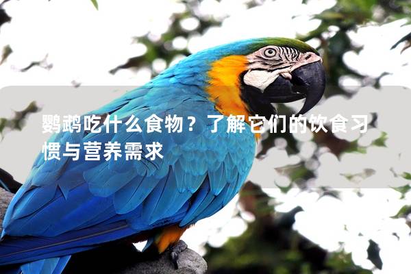鹦鹉吃什么食物？了解它们的饮食习惯与营养需求