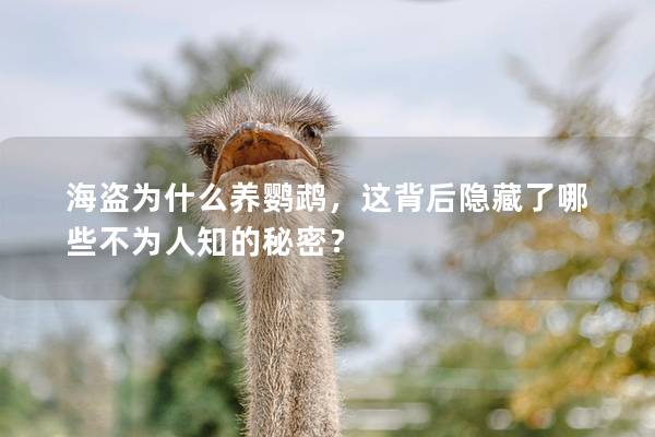 海盗为什么养鹦鹉，这背后隐藏了哪些不为人知的秘密？