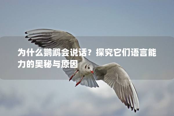 为什么鹦鹉会说话？探究它们语言能力的奥秘与原因