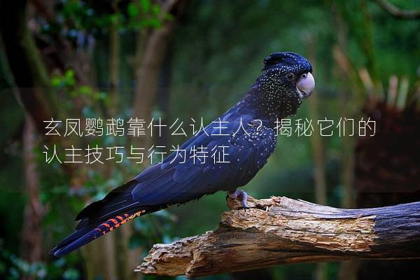 玄凤鹦鹉靠什么认主人？揭秘它们的认主技巧与行为特征