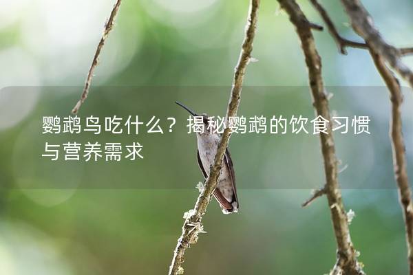 鹦鹉鸟吃什么？揭秘鹦鹉的饮食习惯与营养需求