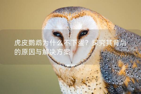 虎皮鹦鹉为什么不下蛋？探究其背后的原因与解决方案