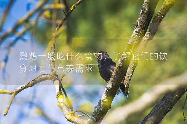 鹦鹉一般吃什么食物，了解它们的饮食习惯与营养需求