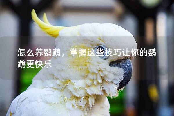 怎么养鹦鹉，掌握这些技巧让你的鹦鹉更快乐