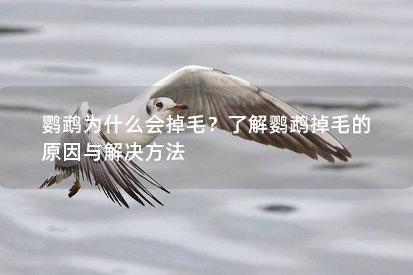 鹦鹉为什么会掉毛？了解鹦鹉掉毛的原因与解决方法