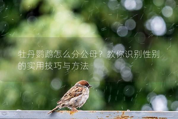 牡丹鹦鹉怎么分公母？教你识别性别的实用技巧与方法