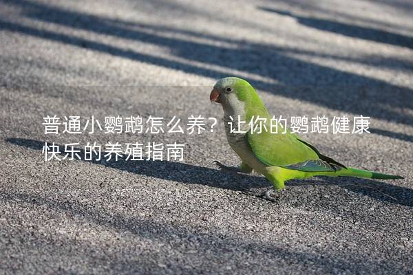 普通小鹦鹉怎么养？让你的鹦鹉健康快乐的养殖指南