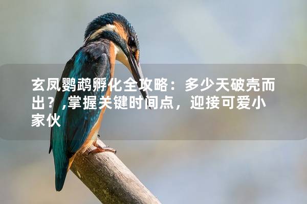 玄凤鹦鹉孵化全攻略：多少天破壳而出？,掌握关键时间点，迎接可爱小家伙