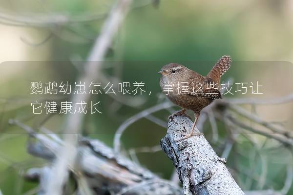鹦鹉幼崽怎么喂养，掌握这些技巧让它健康成长
