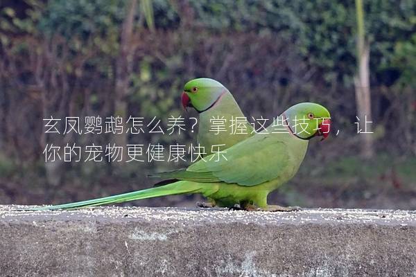玄凤鹦鹉怎么养？掌握这些技巧，让你的宠物更健康快乐