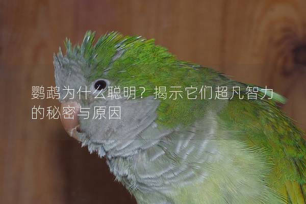 鹦鹉为什么聪明？揭示它们超凡智力的秘密与原因