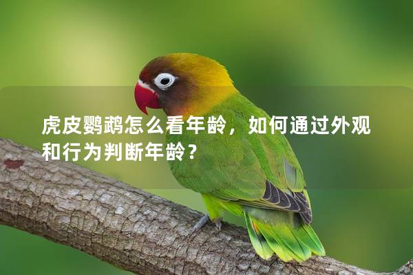 虎皮鹦鹉怎么看年龄，如何通过外观和行为判断年龄？