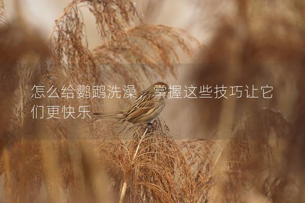 怎么给鹦鹉洗澡，掌握这些技巧让它们更快乐