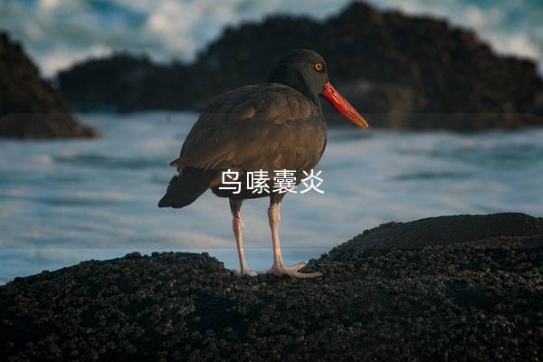 鸟嗉囊炎