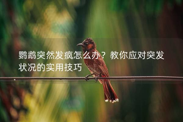 鹦鹉突然发疯怎么办？教你应对突发状况的实用技巧