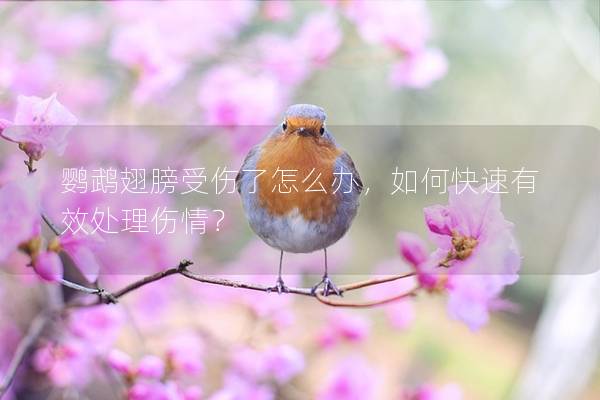 鹦鹉翅膀受伤了怎么办，如何快速有效处理伤情？