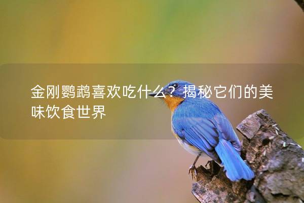 金刚鹦鹉喜欢吃什么？揭秘它们的美味饮食世界