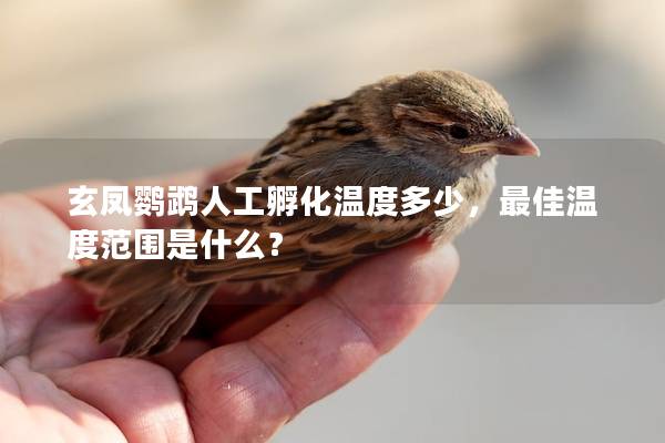 玄凤鹦鹉人工孵化温度多少，最佳温度范围是什么？