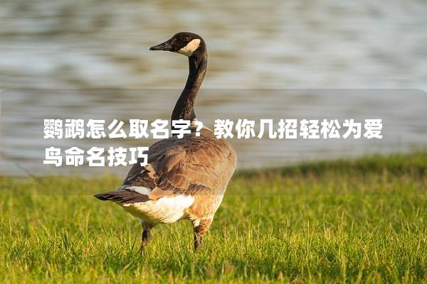 鹦鹉怎么取名字？教你几招轻松为爱鸟命名技巧
