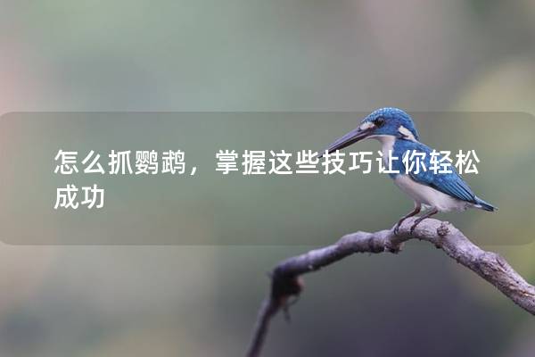 怎么抓鹦鹉，掌握这些技巧让你轻松成功