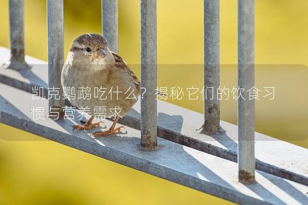 凯克鹦鹉吃什么？揭秘它们的饮食习惯与营养需求