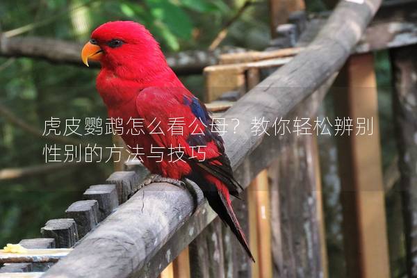 虎皮鹦鹉怎么看公母？教你轻松辨别性别的方法与技巧