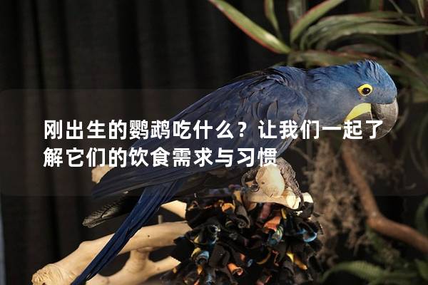 刚出生的鹦鹉吃什么？让我们一起了解它们的饮食需求与习惯