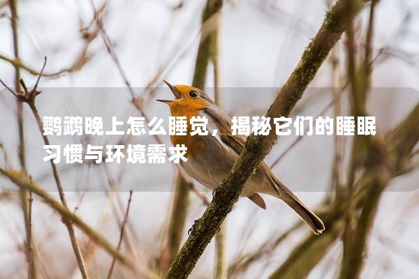 鹦鹉晚上怎么睡觉，揭秘它们的睡眠习惯与环境需求