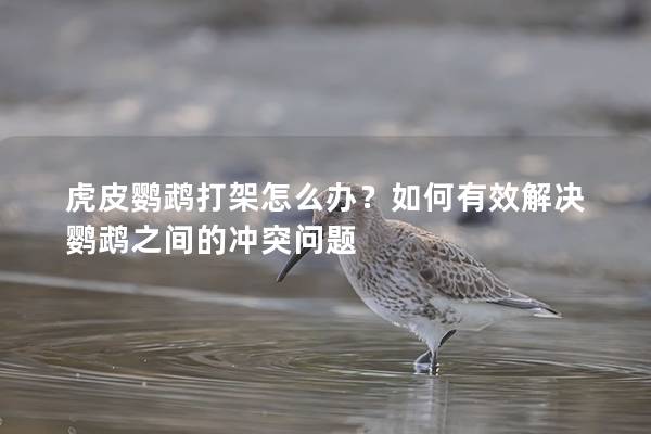 虎皮鹦鹉打架怎么办？如何有效解决鹦鹉之间的冲突问题