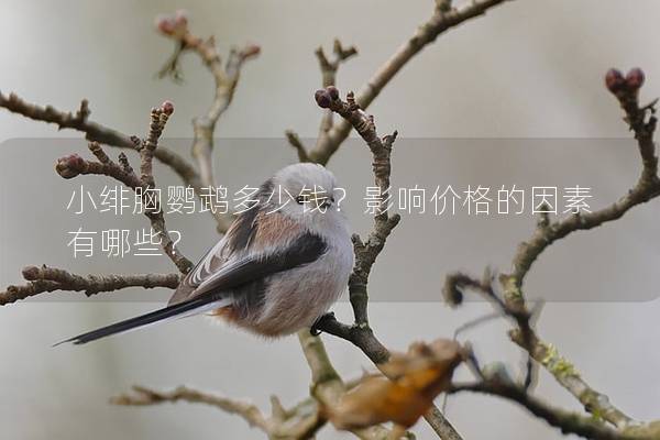 小绯胸鹦鹉多少钱？影响价格的因素有哪些？
