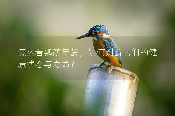 怎么看鹦鹉年龄，如何判断它们的健康状态与寿命？