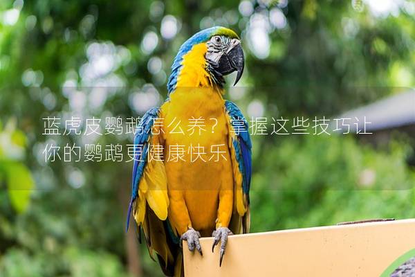 蓝虎皮鹦鹉怎么养？掌握这些技巧让你的鹦鹉更健康快乐