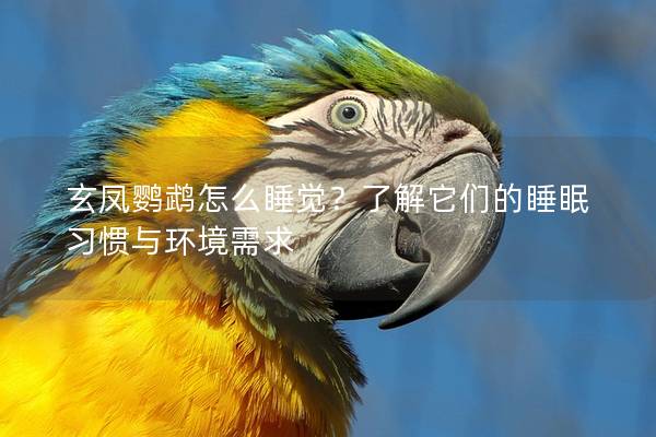 玄凤鹦鹉怎么睡觉？了解它们的睡眠习惯与环境需求