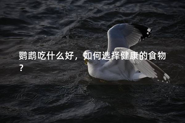 鹦鹉吃什么好，如何选择健康的食物？