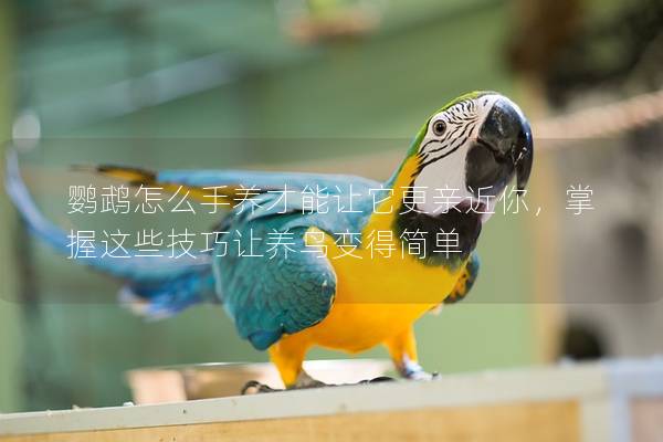 鹦鹉怎么手养才能让它更亲近你，掌握这些技巧让养鸟变得简单