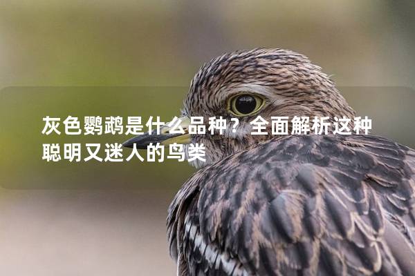 灰色鹦鹉是什么品种？全面解析这种聪明又迷人的鸟类