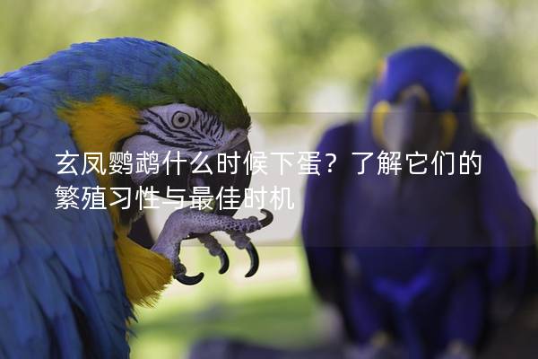玄凤鹦鹉什么时候下蛋？了解它们的繁殖习性与最佳时机