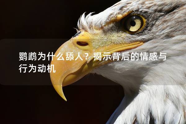 鹦鹉为什么舔人？揭示背后的情感与行为动机