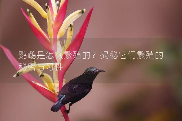 鹦鹉是怎么繁殖的？揭秘它们繁殖的秘密与习性
