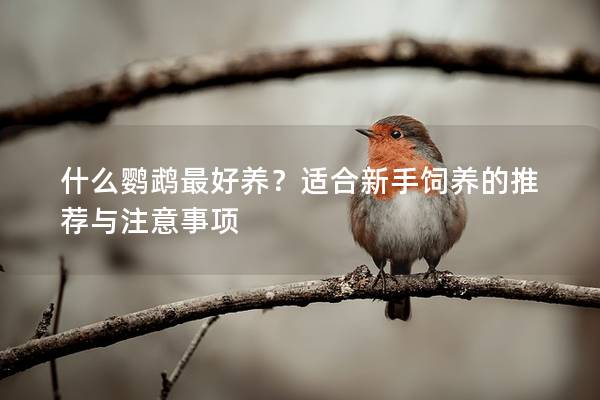 什么鹦鹉最好养？适合新手饲养的推荐与注意事项
