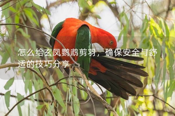 怎么给玄凤鹦鹉剪羽，确保安全与舒适的技巧分享