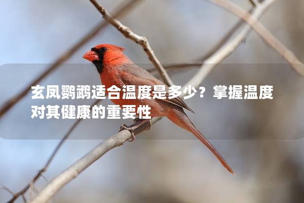 玄凤鹦鹉适合温度是多少？掌握温度对其健康的重要性
