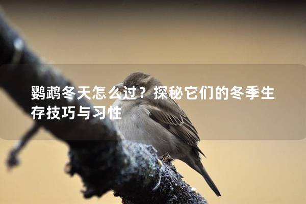 鹦鹉冬天怎么过？探秘它们的冬季生存技巧与习性