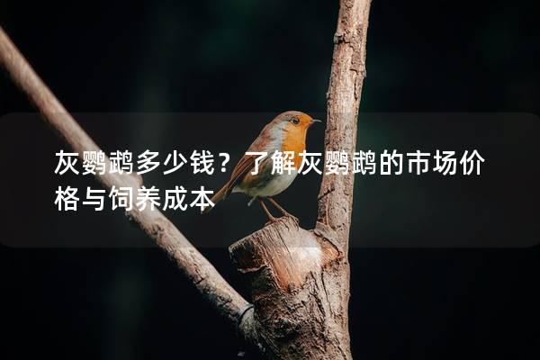 灰鹦鹉多少钱？了解灰鹦鹉的市场价格与饲养成本