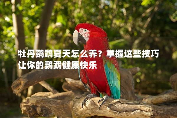 牡丹鹦鹉夏天怎么养？掌握这些技巧让你的鹦鹉健康快乐